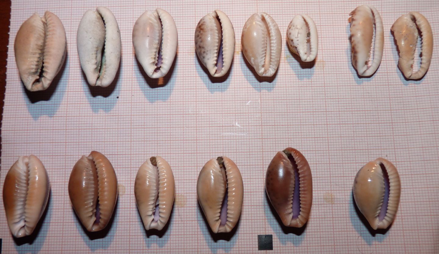 Cypraeidae Erosaria spurca